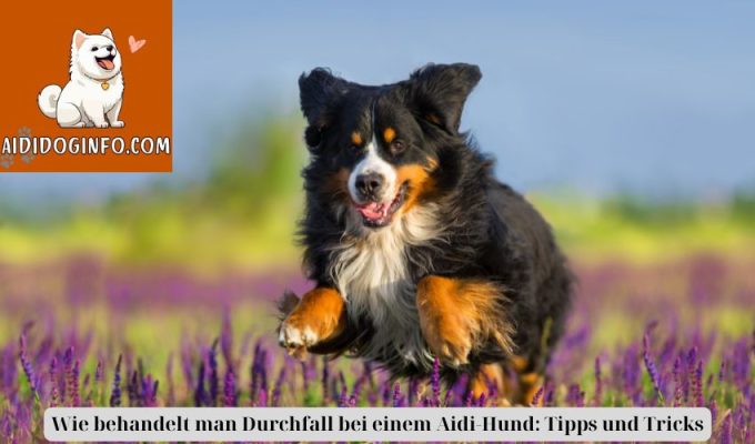 Wie behandelt man Durchfall bei einem Aidi-Hund: Tipps und Tricks