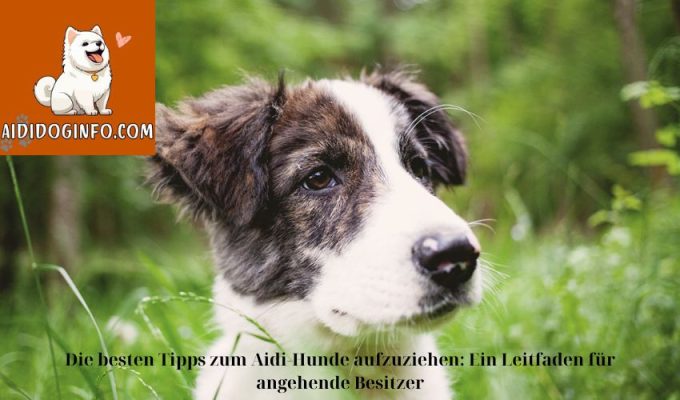 Die besten Tipps zum Aidi-Hunde aufzuziehen: Ein Leitfaden für angehende Besitzer