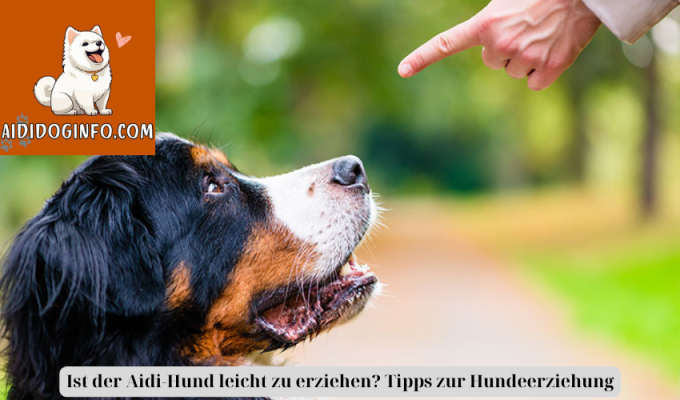 Ist der Aidi-Hund leicht zu erziehen? Tipps zur Hundeerziehung