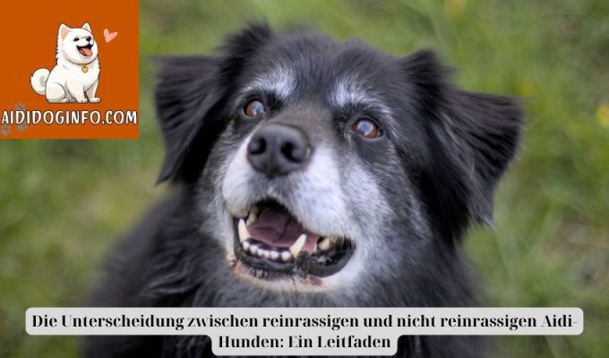 Die Unterscheidung zwischen reinrassigen und nicht reinrassigen Aidi-Hunden: Ein Leitfaden