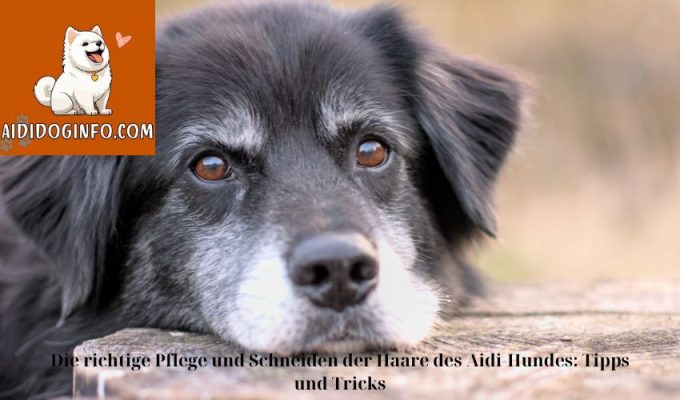 Die richtige Pflege und Schneiden der Haare des Aidi-Hundes: Tipps und Tricks