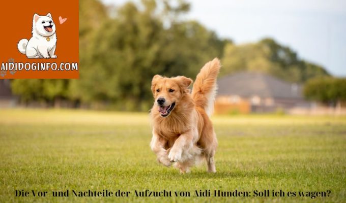 Die Vor- und Nachteile der Aufzucht von Aidi-Hunden: Soll ich es wagen?