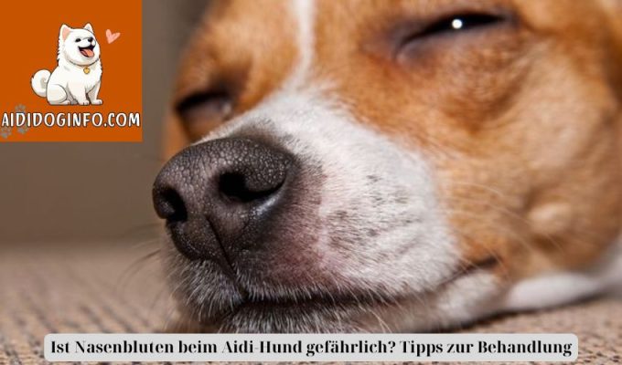 Ist Nasenbluten beim Aidi-Hund gefährlich? Tipps zur Behandlung