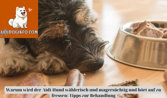 Warum wird der Aidi-Hund wählerisch und magersüchtig und hört auf zu fressen: Tipps zur Behandlung