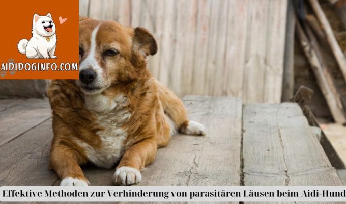 Effektive Methoden zur Verhinderung von parasitären Läusen beim Aidi-Hund