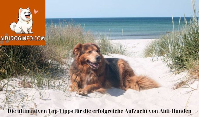 Die ultimativen Top-Tipps für die erfolgreiche Aufzucht von Aidi-Hunden